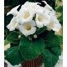 Gloxinia Mont Blanc (1 bulb)