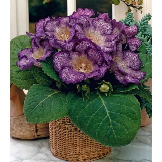 Gloxinia Tigrina Blue (1 bulb)