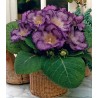 Gloxinia Tigrina Blue (1 bulb)
