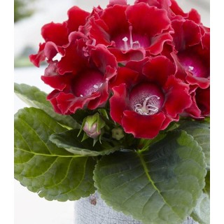 Gloxinia Etoile de Feu (1 bulb)