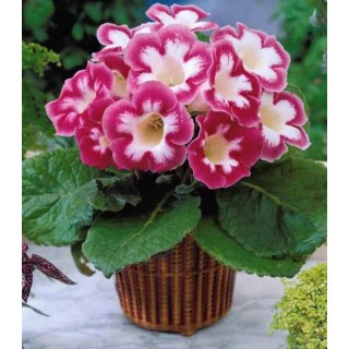 Gloxinia Blache de Meru (1 bulb)