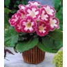 Gloxinia Blache de Meru (1 bulb)