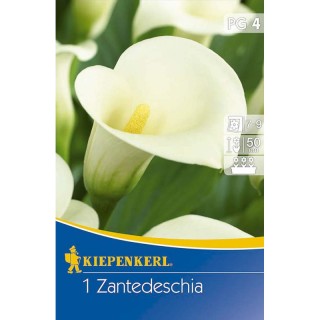Bulbi de calla alba Weiss