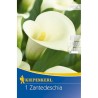 Bulbi de calla alba Weiss