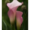 Calla Ruby Light Pink Ice (2 bulbi)
