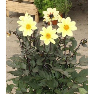 Bulbi dalia Happy Days Lemon