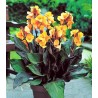Canna indica Louis Cotton