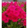 Phlox Paniculata Miss Mary (1 radacina)