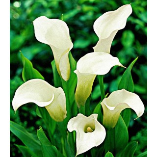 Calla White (1 bulb)