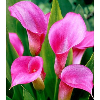 Calla Pink (1 bulb)