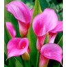 Calla Pink (1 bulb)