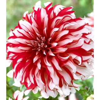 Dahlia Dolly H (1 radacina)
