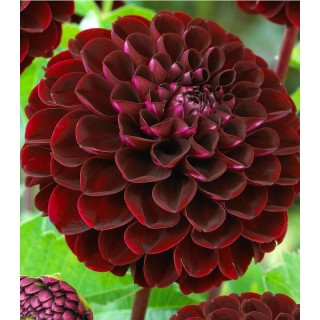 Dahlia Karma Choc (1 bulb)