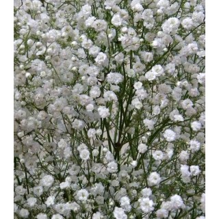 Gypsophila Paniculata Alba (2 radacini)