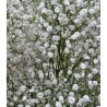 Gypsophila Paniculata Alba (2 radacini)