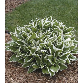 Hosta Undulata Albomarginata (1 radacina)