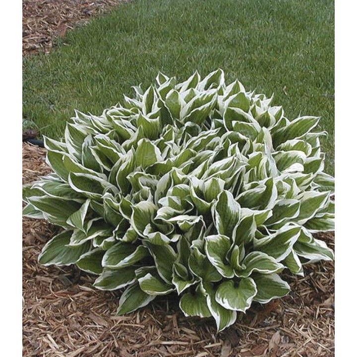 Hosta Undulata Albomarginata (1 radacina)