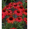 Echinacea Red (1 radacina)