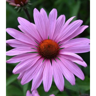 Echinacea Pink (1 radacina)