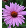 Echinacea Pink (1 radacina)