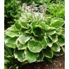 Hosta Christmas Tree (1 radacina)