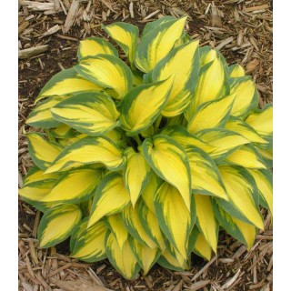 Hosta Remember Me (1 radacina)