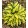 Hosta Remember Me (1 radacina)