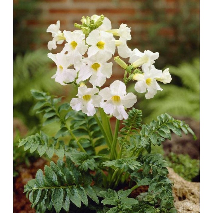 Incarvillea Snowtop (2 radacini)