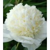 Bujor White (1 radacina)