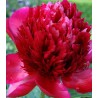 Bujor Red (1 radacina)