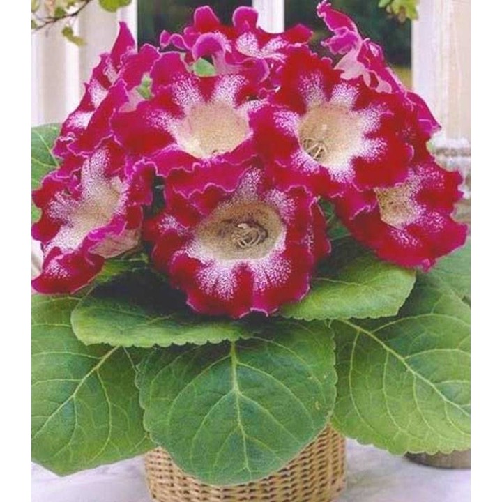 Gloxinia Tigrina Red (1 bulb)