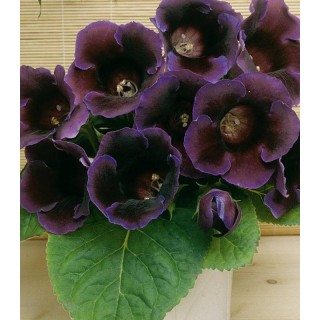 Gloxinia Violacea (1 bulb)
