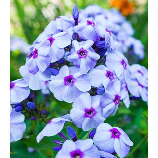Phlox Paniculata Blue Boy (1 radacina)