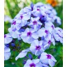 Phlox Paniculata Blue Boy (1 radacina)