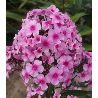 Phlox paniculata Barci (1 radacina)