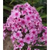 Phlox paniculata Barci (1 radacina)