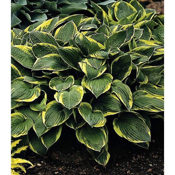 Hosta Aureomarginata (1 radacina)