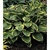 Hosta Aureomarginata (1 radacina)