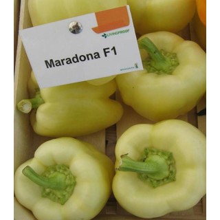 Seminte de ardei Maradonna F1, 100 Seminte