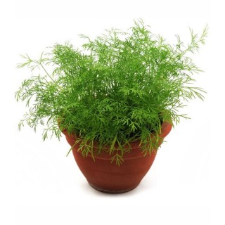 Marar de ghiveci Bouquet (50 grame)