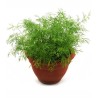 Marar de ghiveci Bouquet (50 grame)