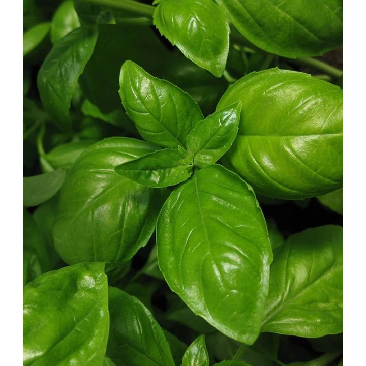 Busuioc Italiko (8 grame)