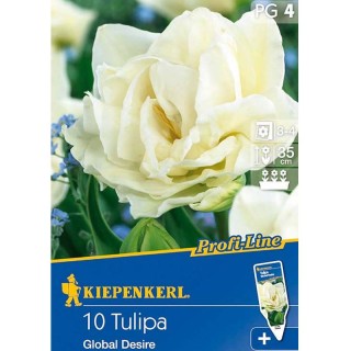 Bulbi de lalele Global Desire, 10  bulbi