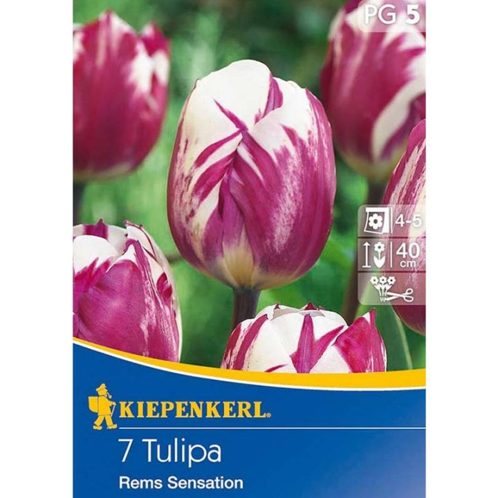 Lalele Rems Sensation (7 bulbi)