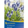 Muscari Night Eyes - 15 bulbi