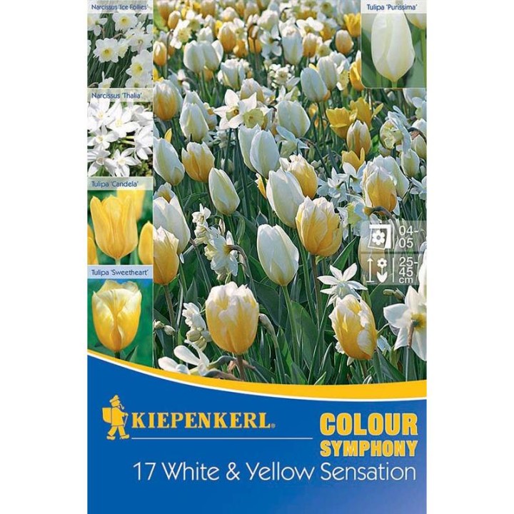 Lalele si Narcise mix White and Yellow - 17 bulbi