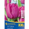 Bulbi de Lalele Purple Prince XXL, 10 bulbi