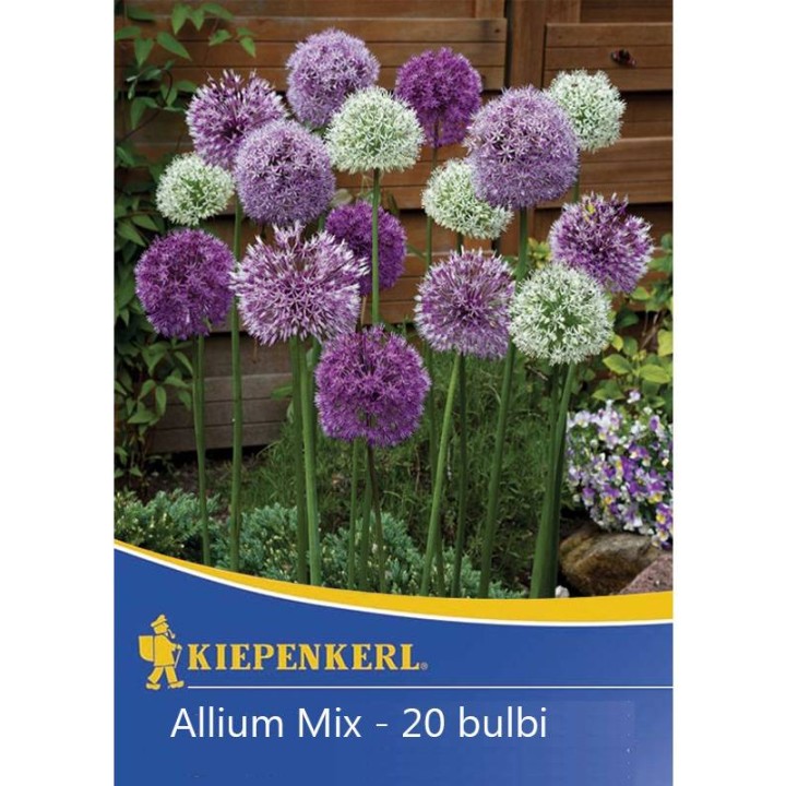 Allium Mix Pegassus - 20 bulbi