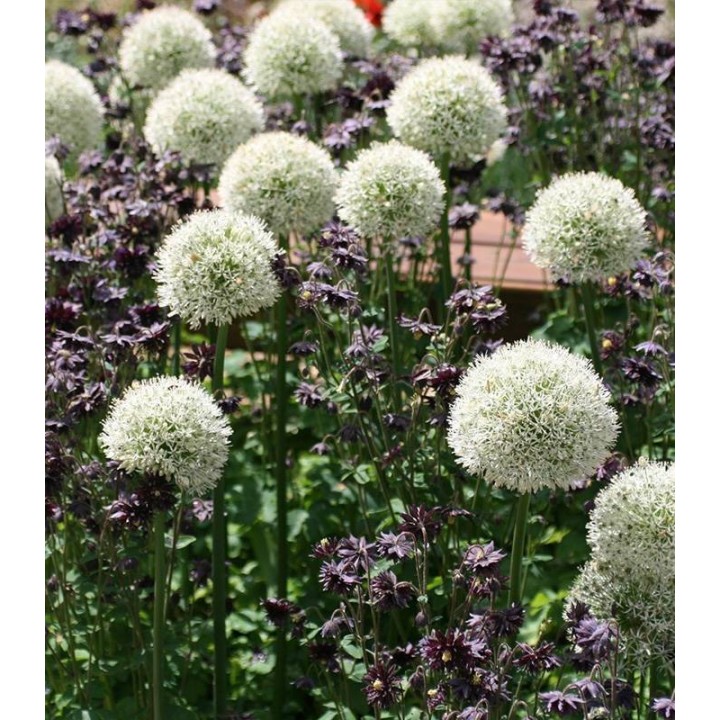 Allium Mount Everest