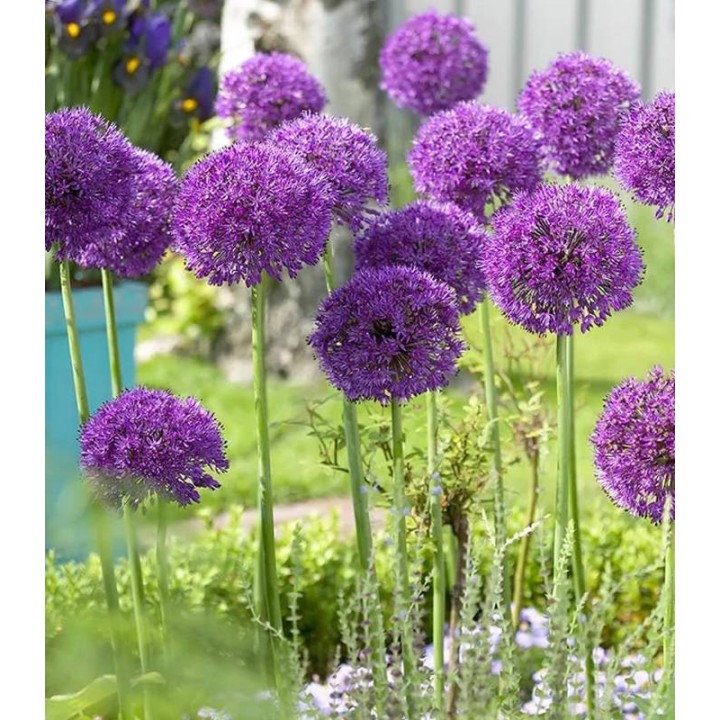 Allium Purple Sensation
